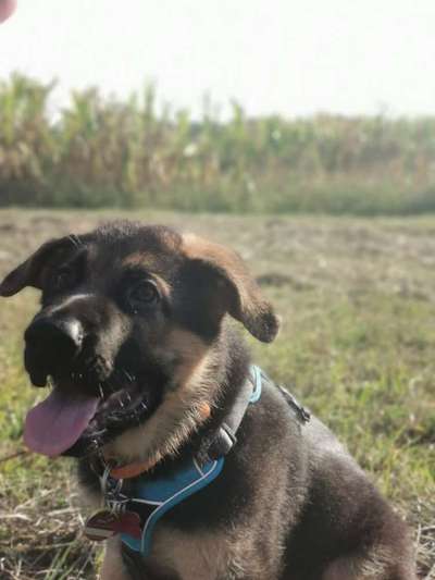 Welpen Bilder !-Beitrag-Bild