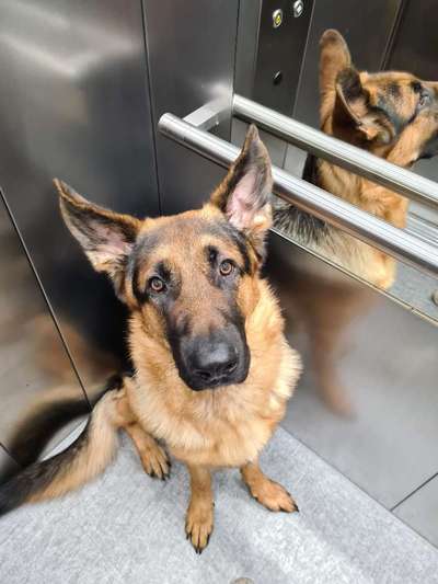 Weitere Große Schweizer Sennenhunde (oder andere große Rassen) hier?-Beitrag-Bild