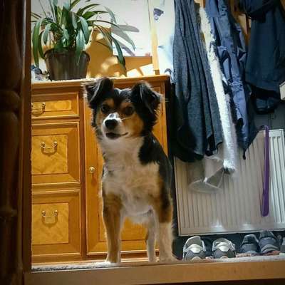 Hundetreffen-Treffen in Zella-Mehlis-Bild