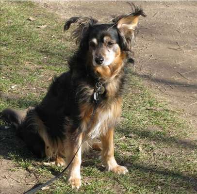 TierschutzhundeStammtisch🐕-Beitrag-Bild