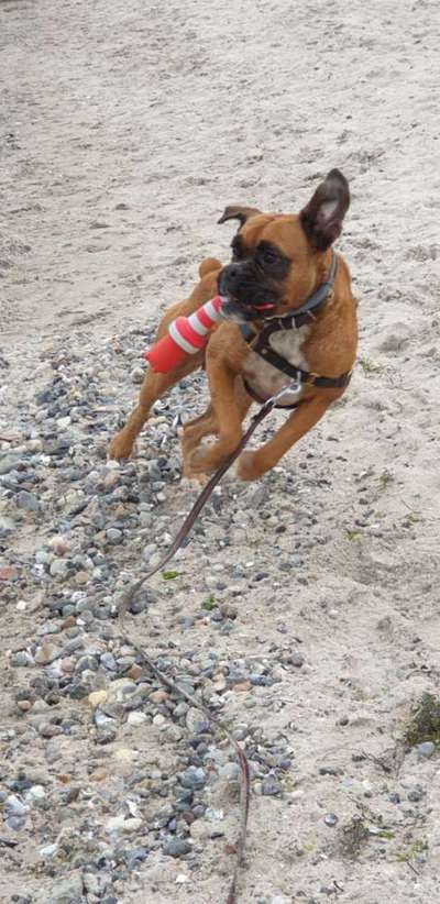 Die Dogorama Wochen Challenge: “Dein Hund im Urlaub”-Beitrag-Bild