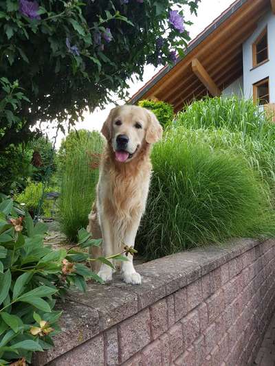 Wo sind die Golden Retriever Liebhaber?-Beitrag-Bild