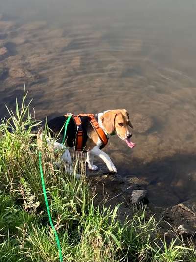 Hundetreffen-Suchen Spielkameraden-Bild