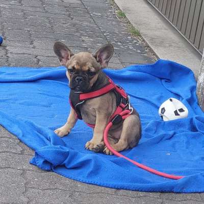 Hundetreffen-Treffen für Hunde-Bild