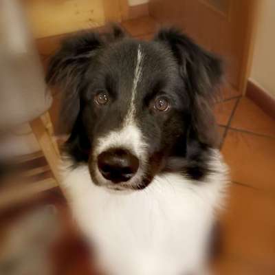 Hundetreffen-Spielgefährte gesucht-Bild