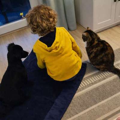 Hundetreffen-Gassi und Spielrunde-Bild