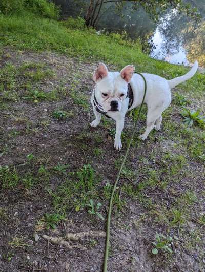 Hundetreffen-Gassitreffen-Bild