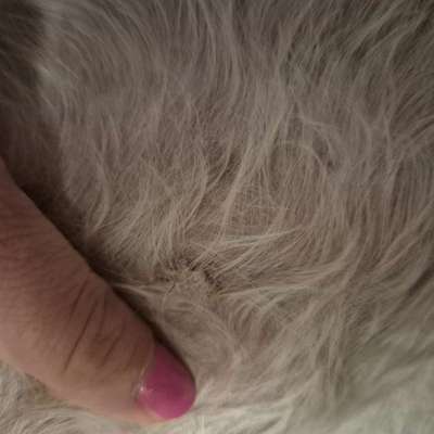 Ausschlag mit Schuppen-Beitrag-Bild