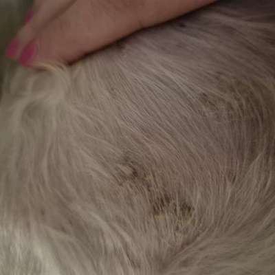 Ausschlag mit Schuppen-Beitrag-Bild