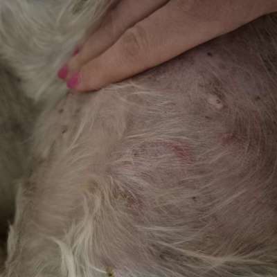 Ausschlag mit Schuppen-Beitrag-Bild