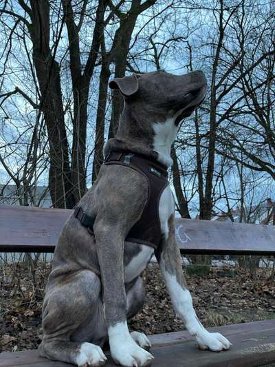 Welpen Bilder !-Beitrag-Bild