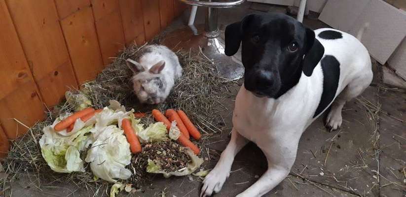 Trockenfutter ist nicht Artgerecht-Beitrag-Bild