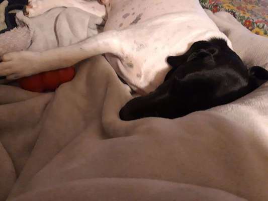 Stabiles Spielzeug-Beitrag-Bild