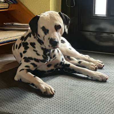 Hundetreffen-Angeleinte Hunderunde-Bild