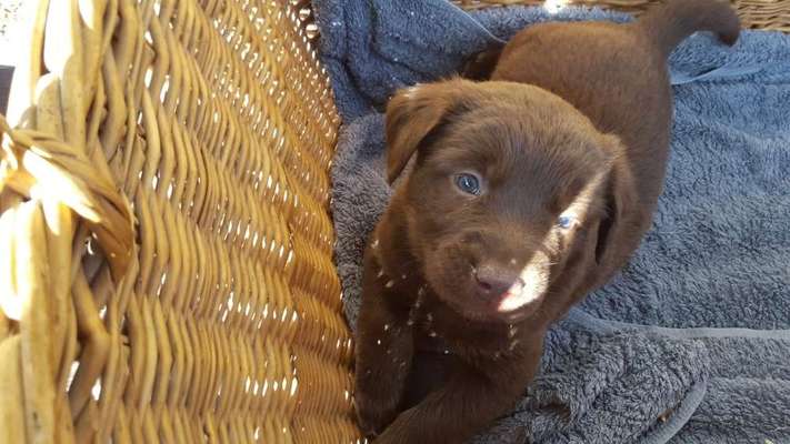 Welpen Bilder !-Beitrag-Bild