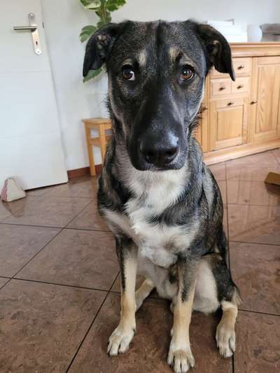 Namenssuche und Rasse?-Beitrag-Bild