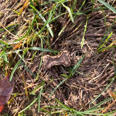 Giftköder-Giftköder-Bild