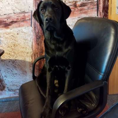 Unverträglichkeiten gegen Huhn und (Süß-) Kartoffeln bei Welpen/ Junghunden-Beitrag-Bild