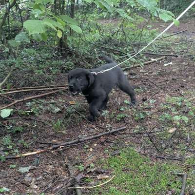 Hundetreffen-Lockerer Hundetreff-Bild