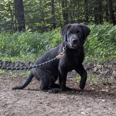Hundetreffen-Lockerer Hundetreff-Bild
