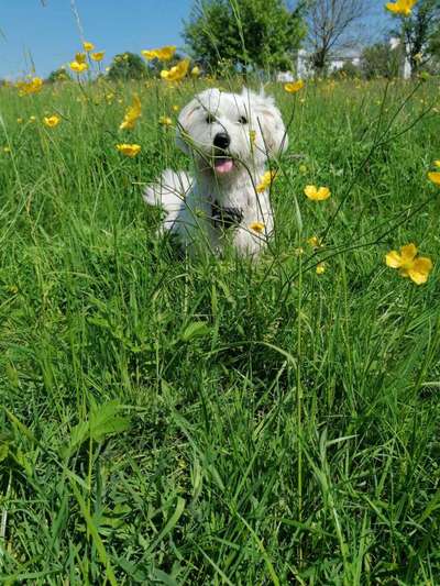 Die Dogorama Monats Challenge "Es grünt und blüht"-Beitrag-Bild
