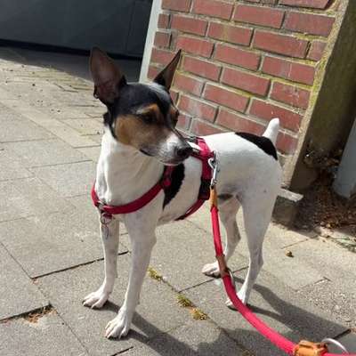 Ratonero Bodeguero Andaluz-Beitrag-Bild