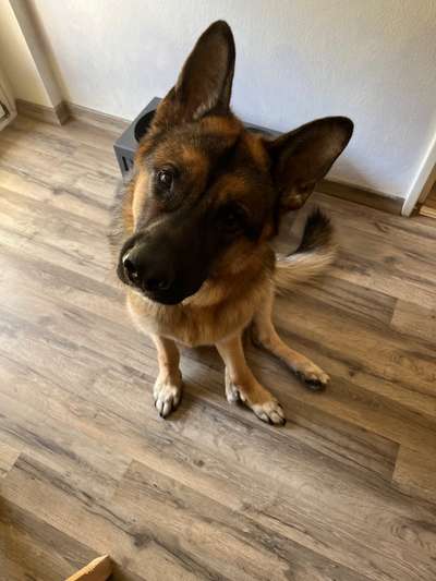 Alles rund um den Schäferhund, diskutieren erwünscht.-Beitrag-Bild