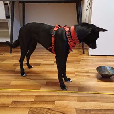 Hundetreffen-Spiel und Gassitreff Innsbruck-Bild