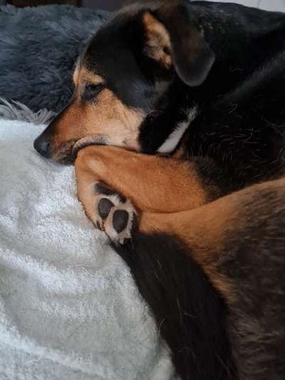 Hund hat die ganze Nacht gebrochen-Beitrag-Bild