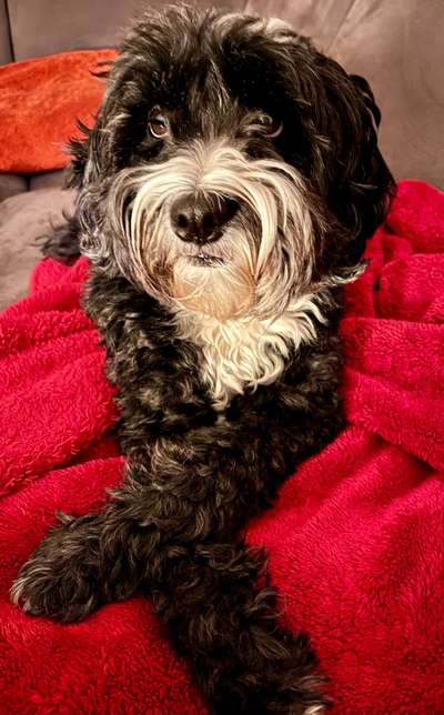 Spitzname(n) Deines Hundes-Beitrag-Bild