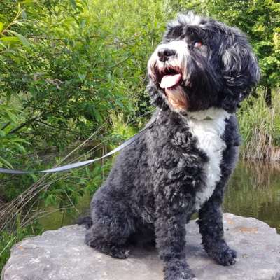 Uli's Profilbild