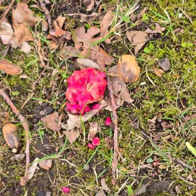 Giftköder-Erneuter Giftköder-Bild