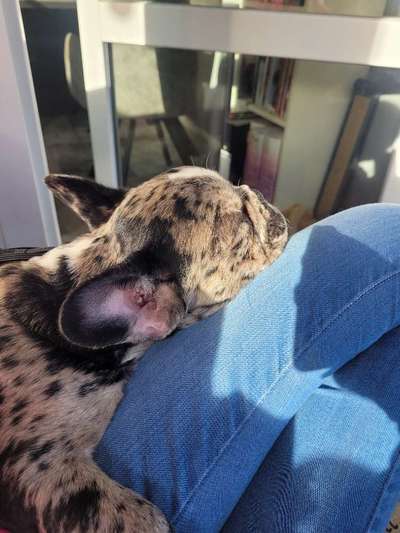 Französische Bulldoggen-Beitrag-Bild