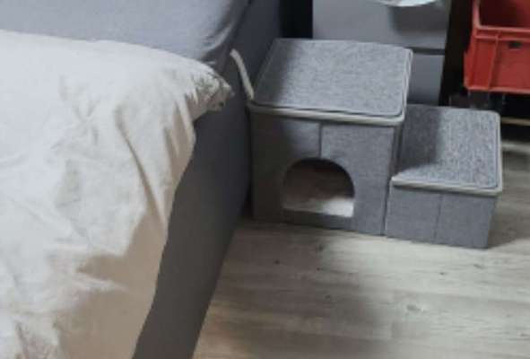 Französische Bulldoggen-Beitrag-Bild