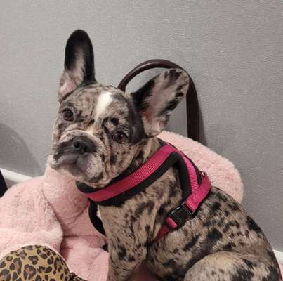 Französische Bulldoggen-Beitrag-Bild