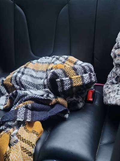 Französische Bulldoggen-Beitrag-Bild