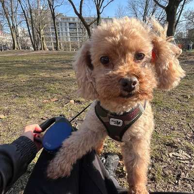 Hundetreffen-Andy sucht Hundefreunde (kleine Hunde!)-Bild