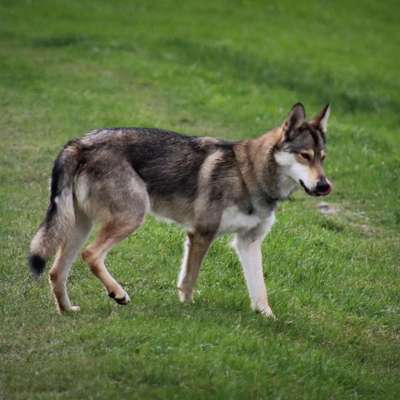 Mischlinge raten - Rätselspaß-Beitrag-Bild