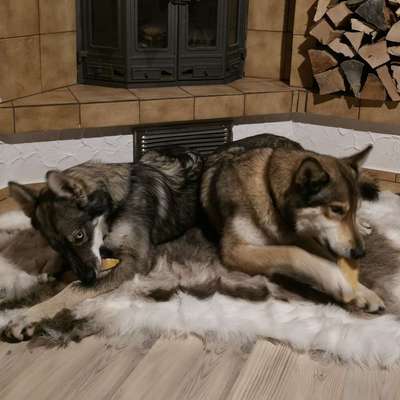 Hundetreffen-Spielrunde mit meinen Mädels-Bild