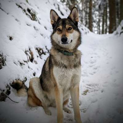 Hundetreffen-Einfach zusammen spazieren gehen und die Hunde spielen lassen-Bild