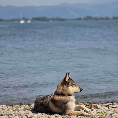 Hundetreffen-Spielen mit Yuna-Bild