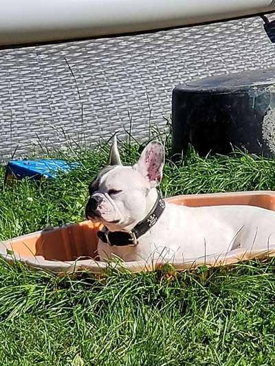 Französische Bulldoggen-Beitrag-Bild