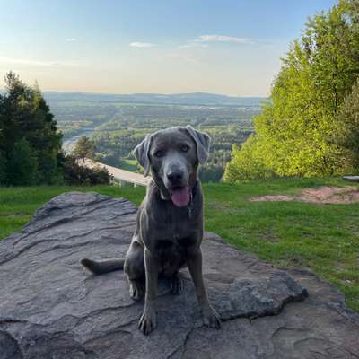 Hundetreffen-Junge Labradorin