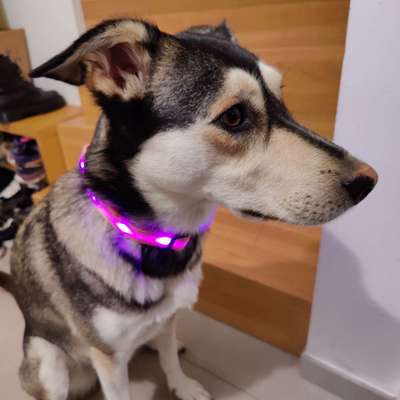 Beleuchtung beim Gassigang-Beitrag-Bild