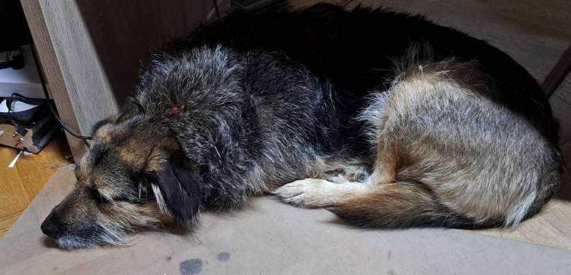 TierschutzhundeStammtisch🐕-Beitrag-Bild