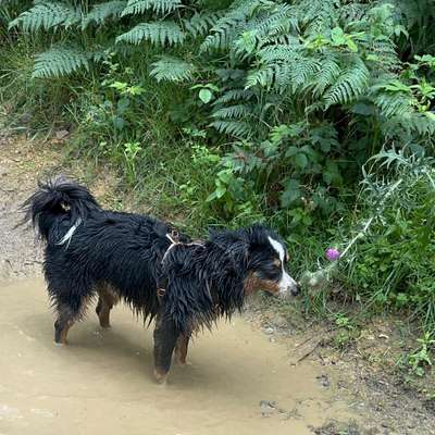 Hundetreffen-Gassi- und/oder Trainingspartner :)-Bild