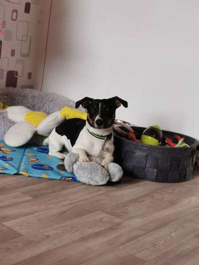 Wo sind die Jack und Parson Russell Terrier?-Beitrag-Bild