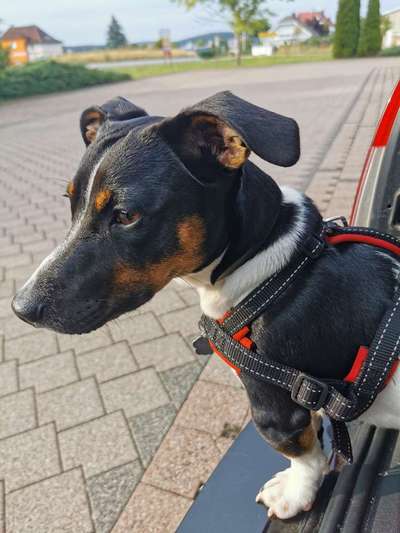 Wo sind die Jack und Parson Russell Terrier?-Beitrag-Bild