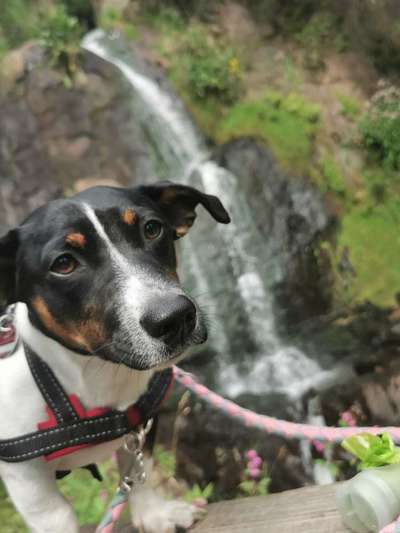 Wo sind die Jack und Parson Russell Terrier?-Beitrag-Bild