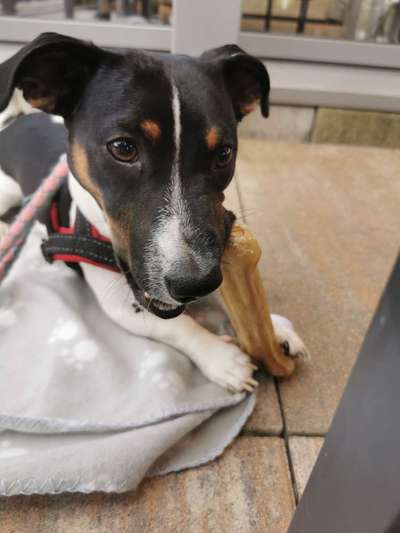 Wo sind die Jack und Parson Russell Terrier?-Beitrag-Bild